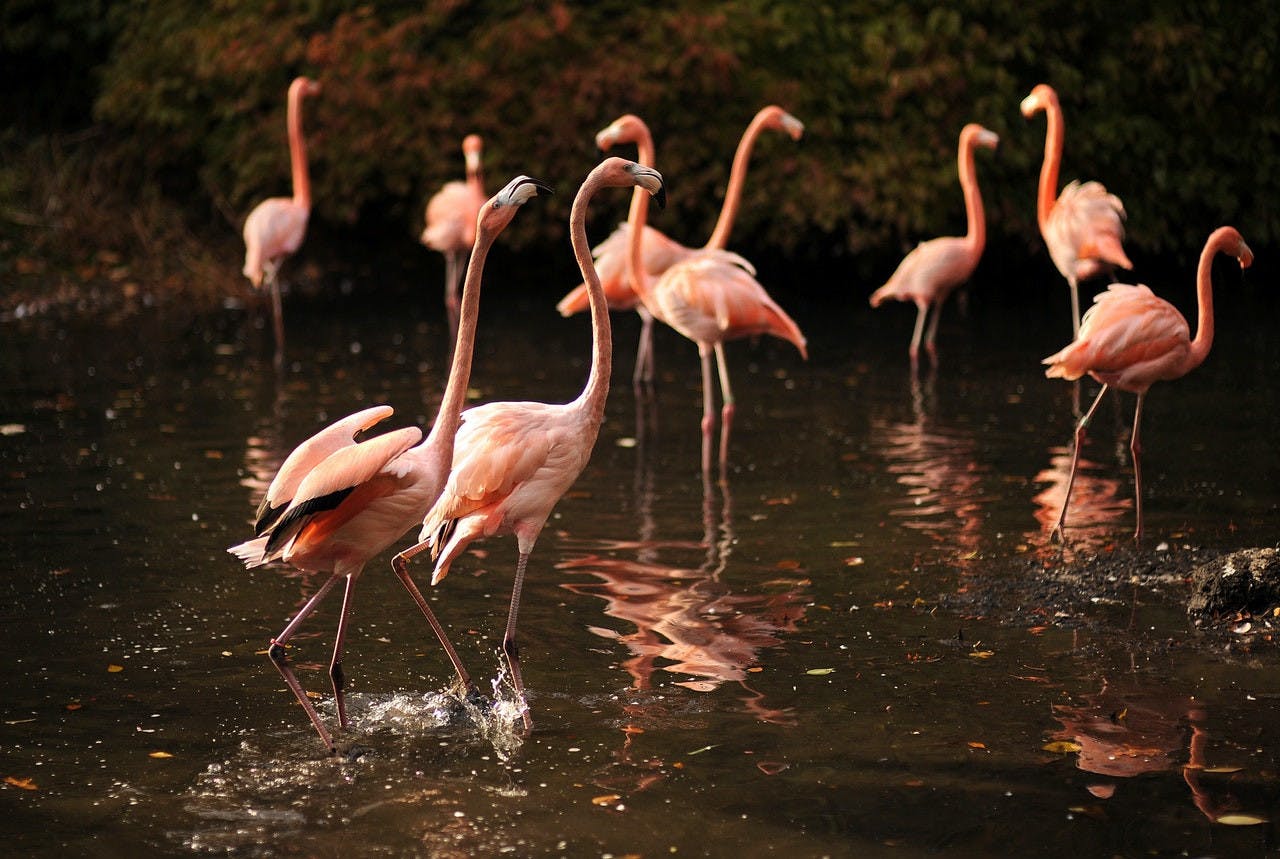 Bronx Zoo Ticket Category