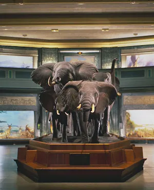 Combo: American Museum of Natural History + The Museum of Modern Art (MoMA)