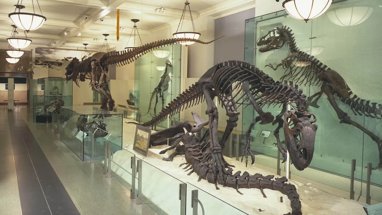 Combo: American Museum of Natural History + The Museum of Modern Art (MoMA) Category