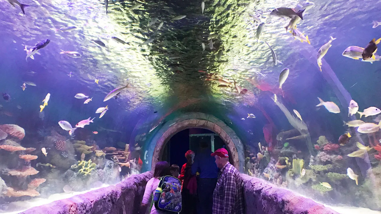 New York Aquarium Ticket Category