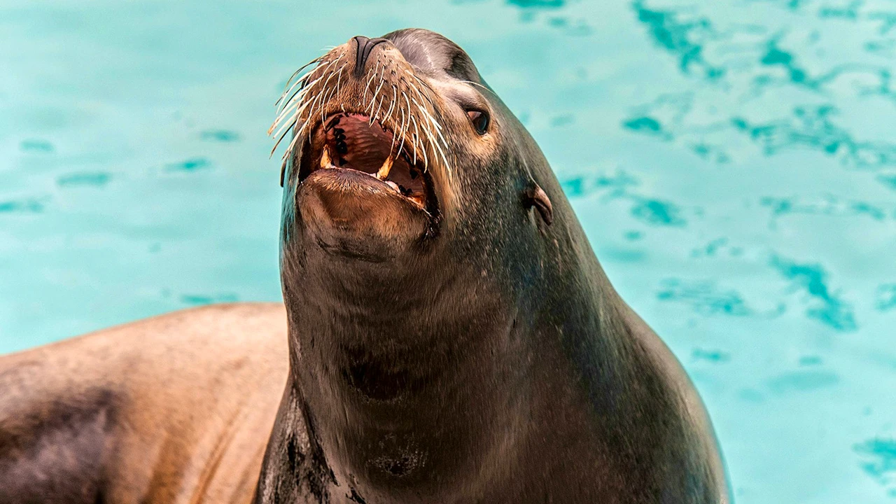 New York Aquarium Ticket Discount