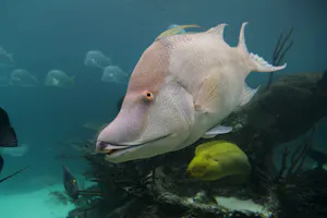 New York Aquarium Ticket