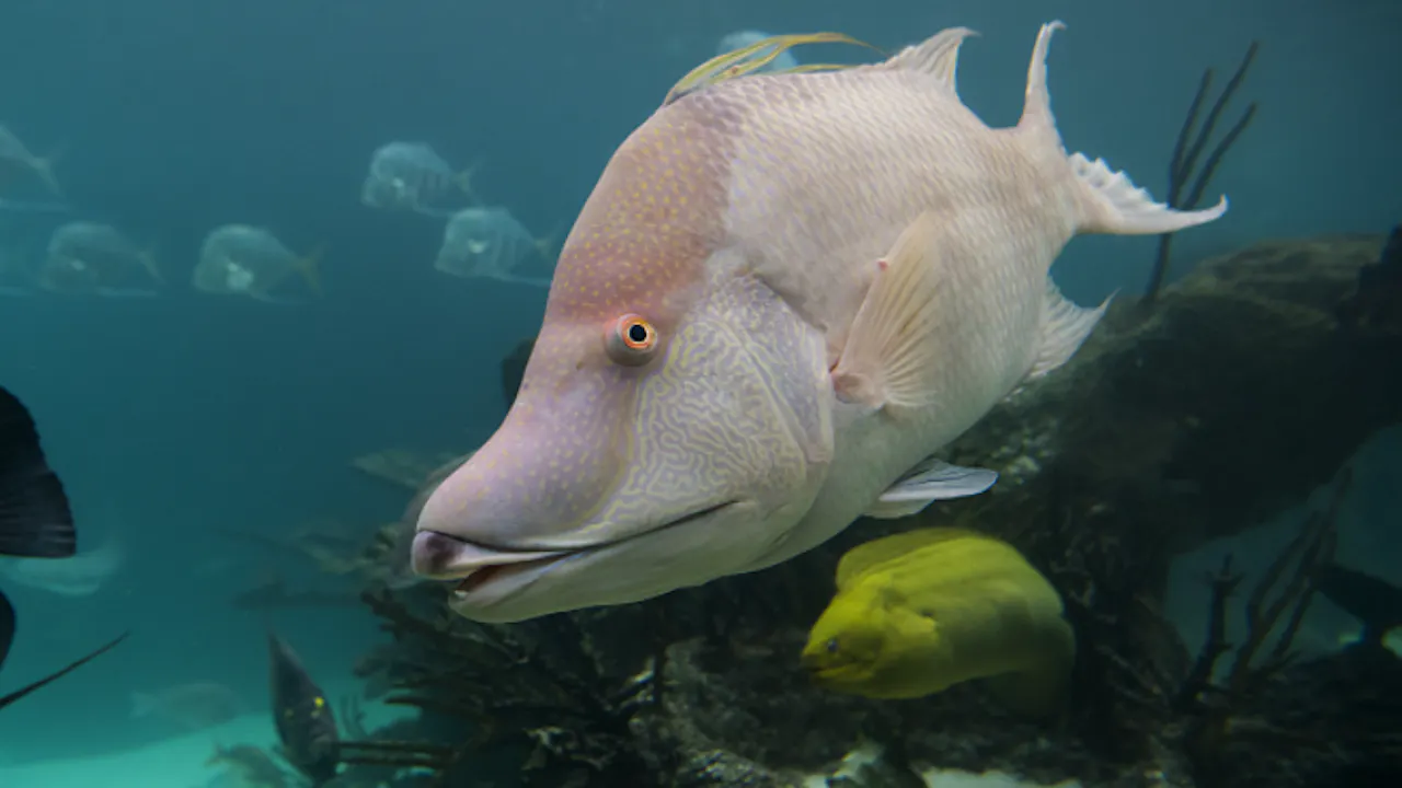 New York Aquarium Ticket Ticket