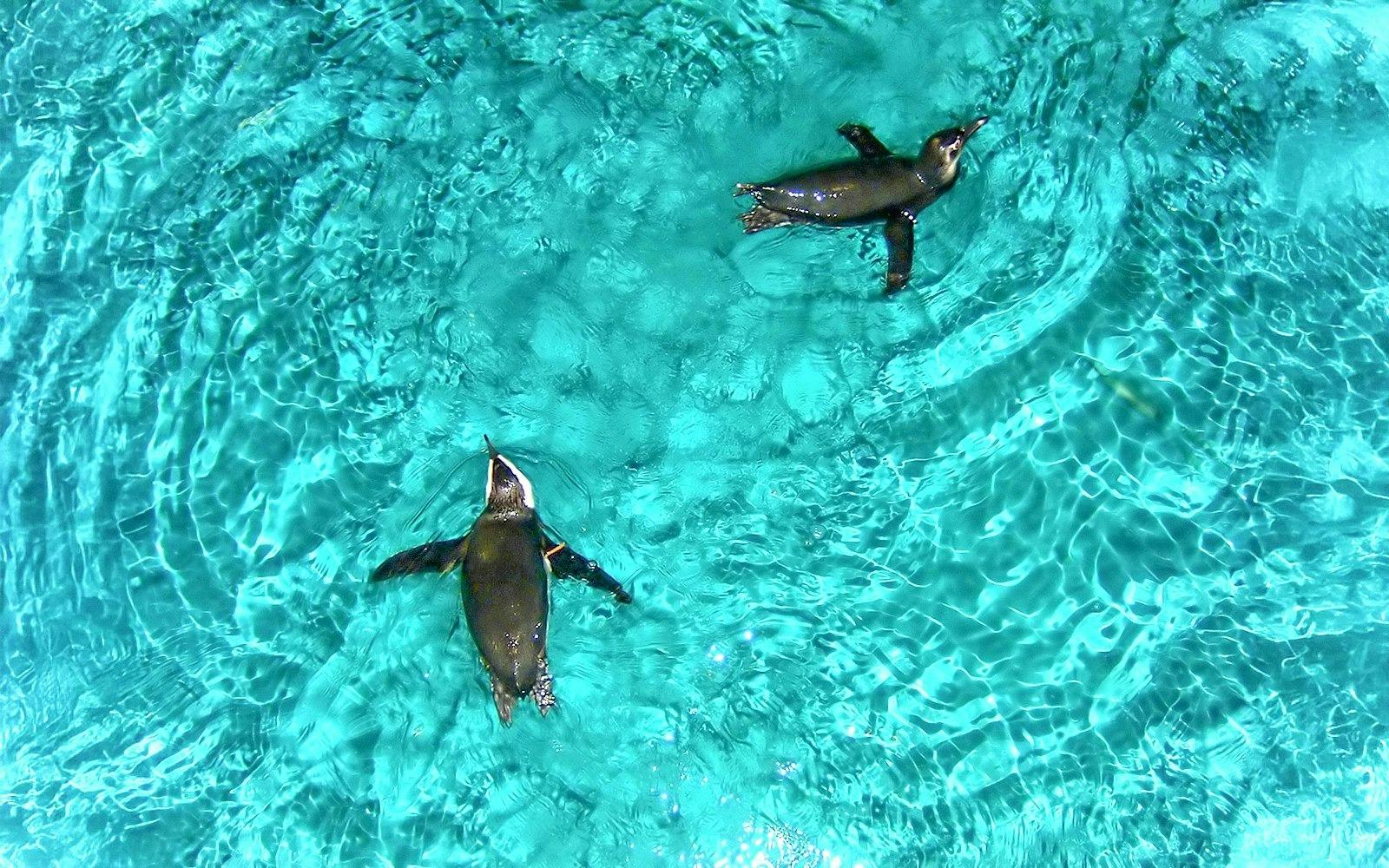 New York Aquarium Ticket Location