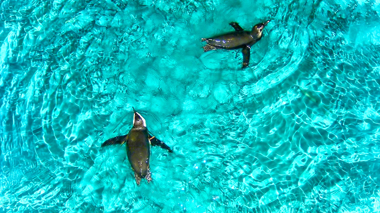 New York Aquarium Ticket Location