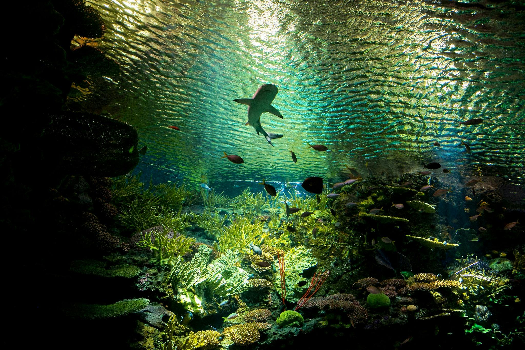 New York Aquarium Ticket Review