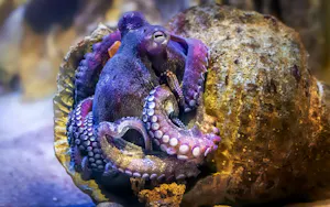 New York Aquarium Ticket