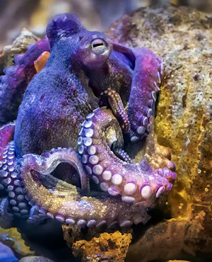 New York Aquarium Ticket