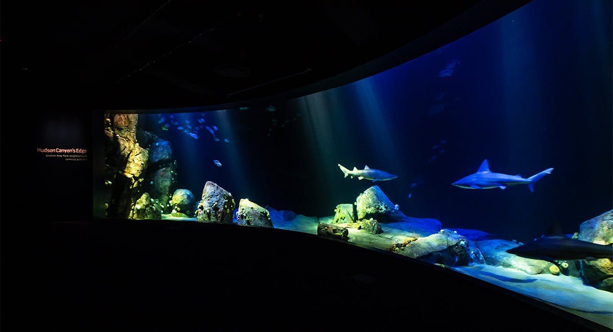 New York Aquarium Ticket Review