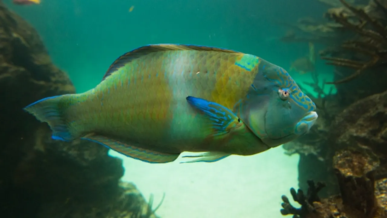 New York Aquarium Ticket Price