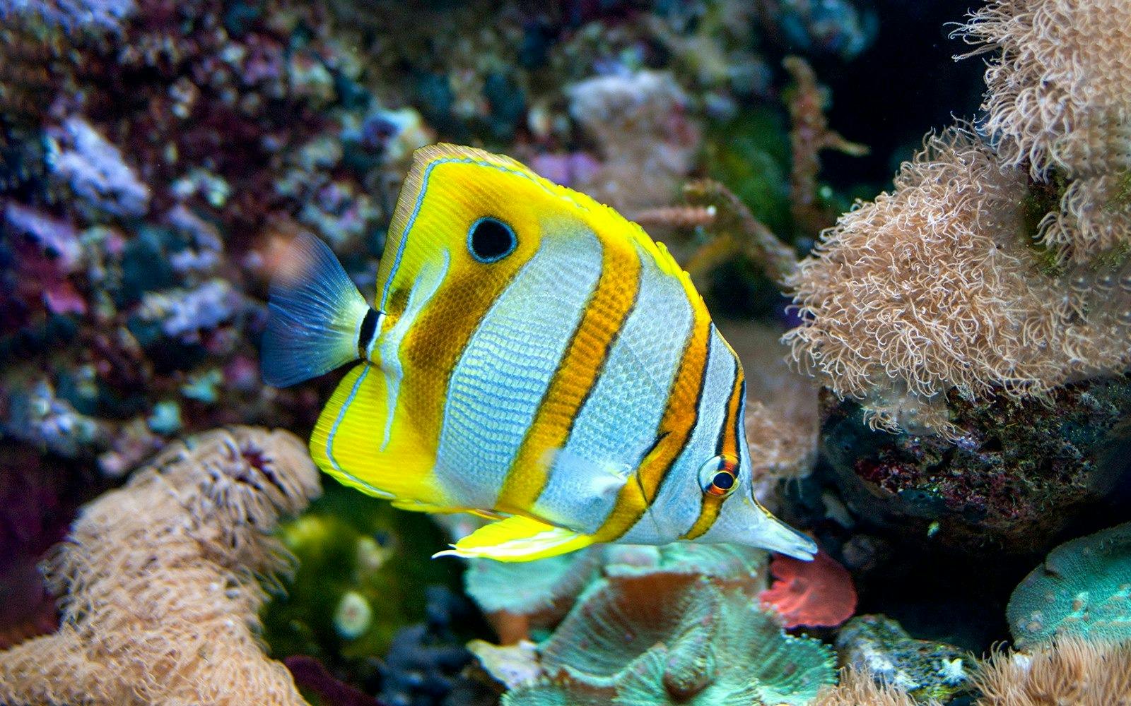 New York Aquarium Ticket Category