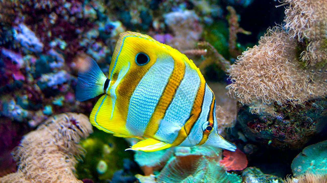 New York Aquarium Ticket Category
