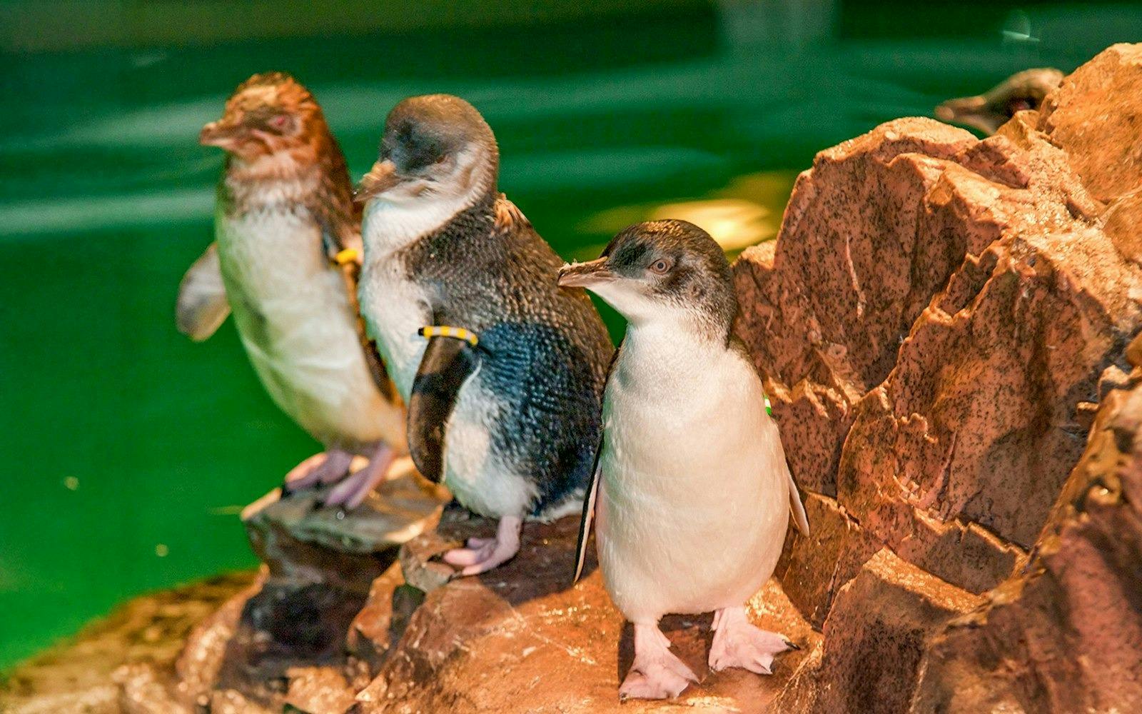 New York Aquarium Ticket Thrillark
