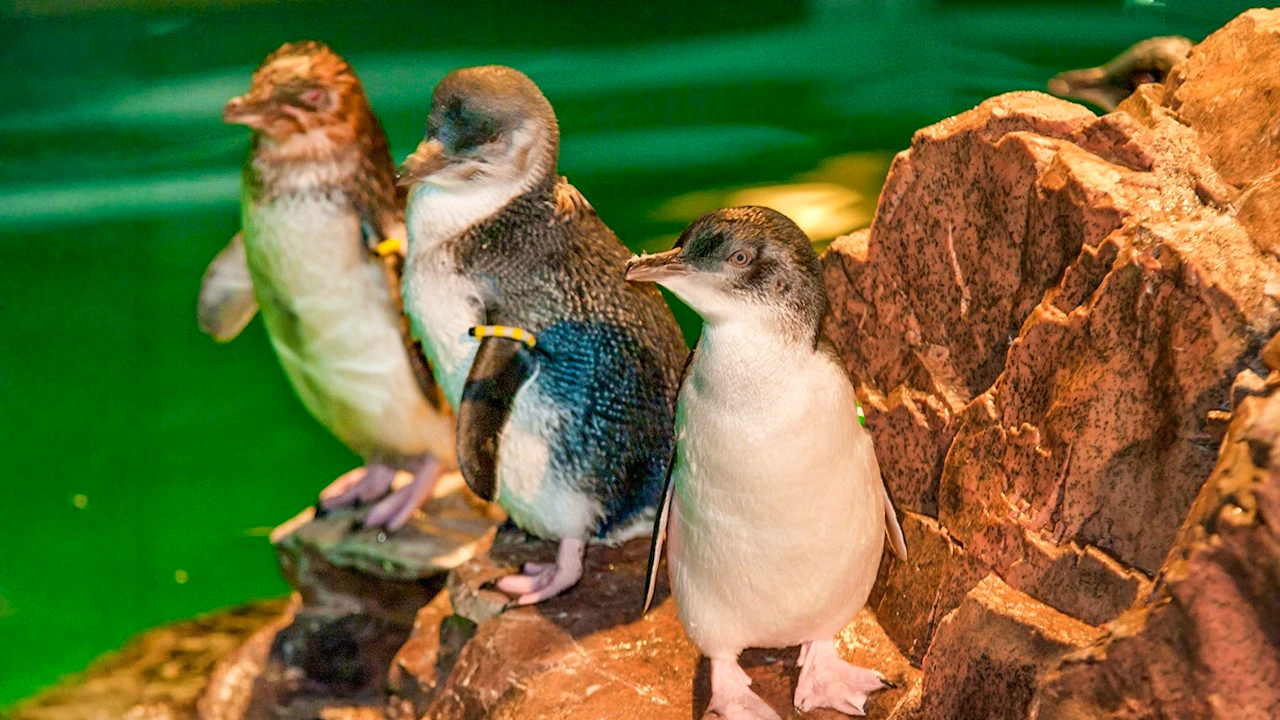New York Aquarium Ticket Thrillark