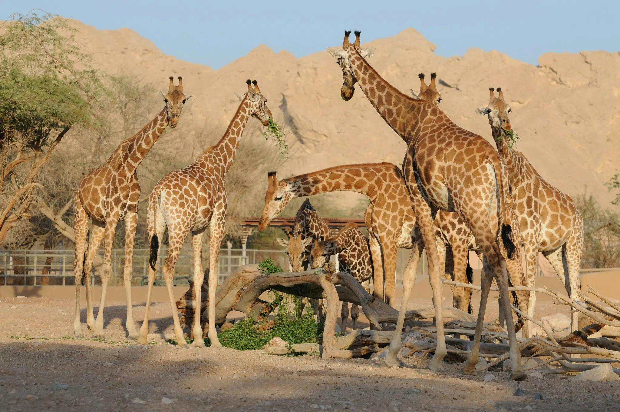 Al Ain Zoo Ticket  Category