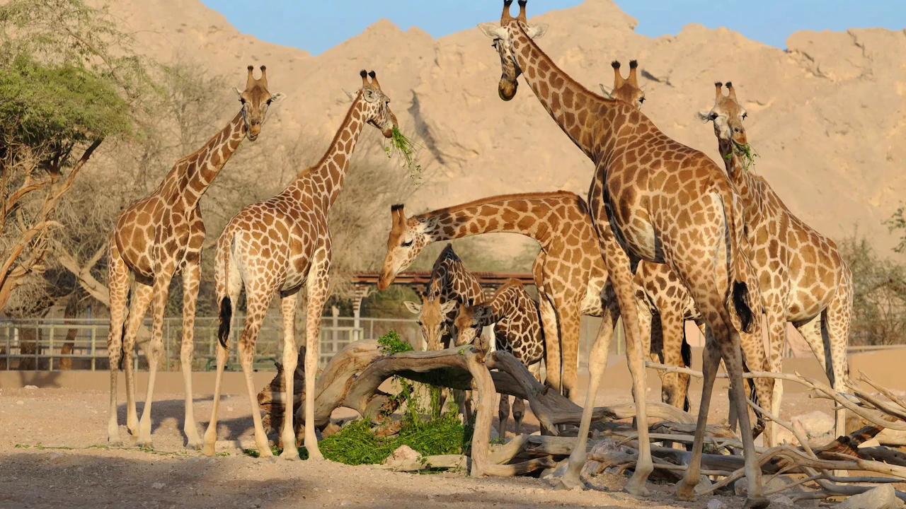Al Ain Zoo Ticket Category