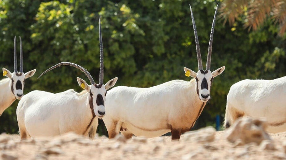 Al Ain Zoo Ticket  Location