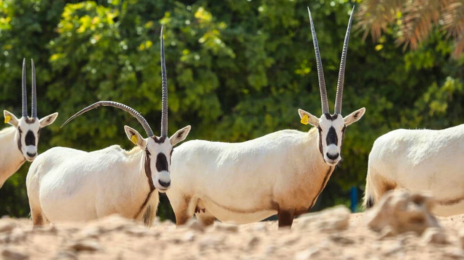 Al Ain Zoo Ticket Location