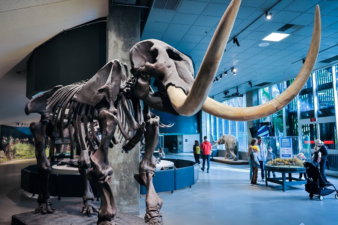 La Brea Tar Pits Museum Ticket Price