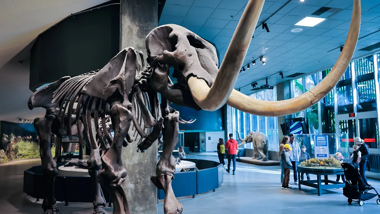 La Brea Tar Pits Museum Ticket Price