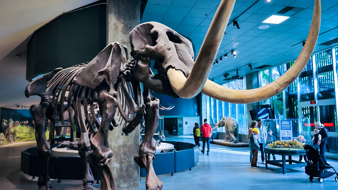 La Brea Tar Pits Museum Ticket Price