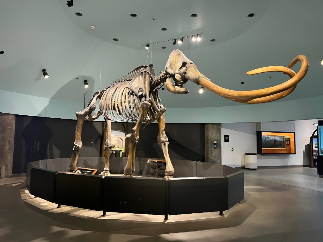 La Brea Tar Pits Museum Ticket Ticket