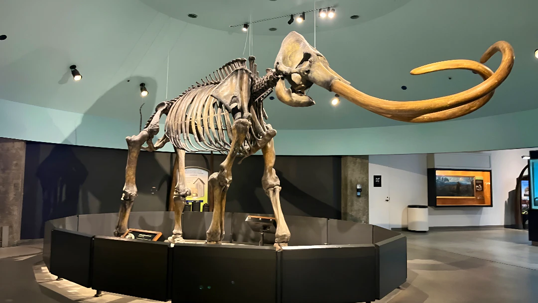 La Brea Tar Pits Museum Ticket Ticket