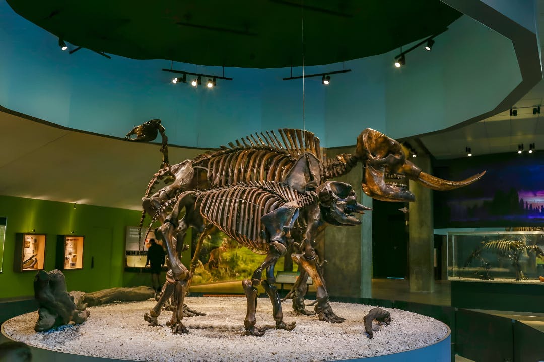 La Brea Tar Pits Museum Ticket