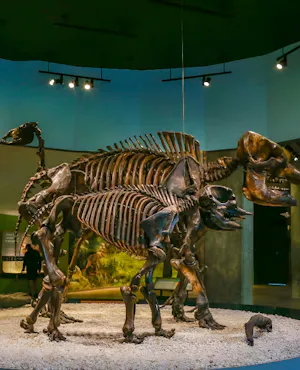 La Brea Tar Pits Museum Ticket