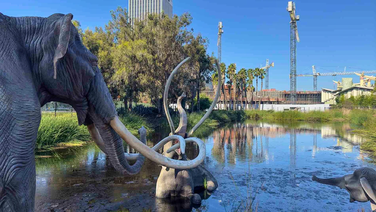 La Brea Tar Pits Museum Ticket Location