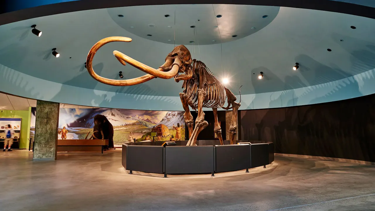 La Brea Tar Pits Museum Ticket Category