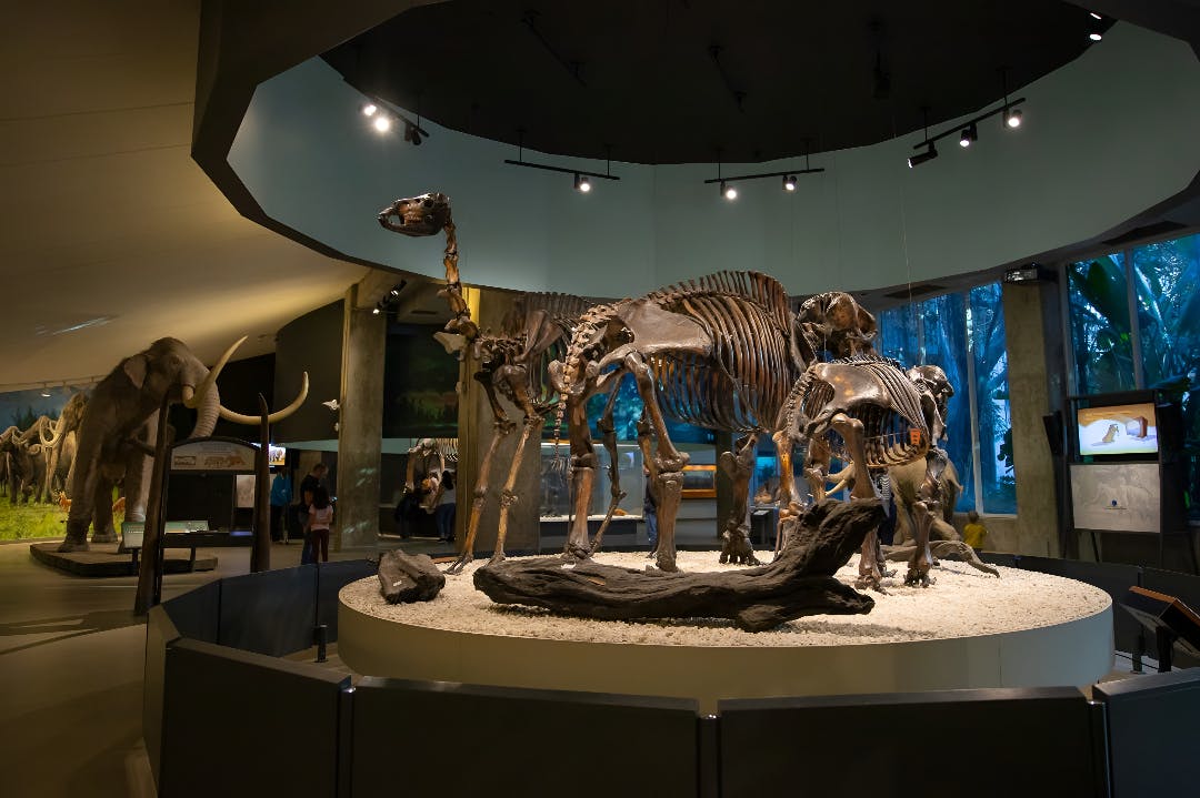 La Brea Tar Pits Museum Ticket Discount