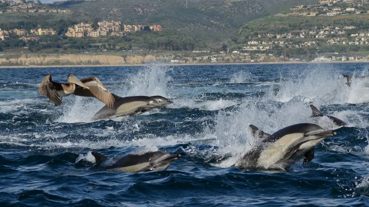 Go City Los Angeles All-Inclusive Pass: Save up to 50% on Attractions Price