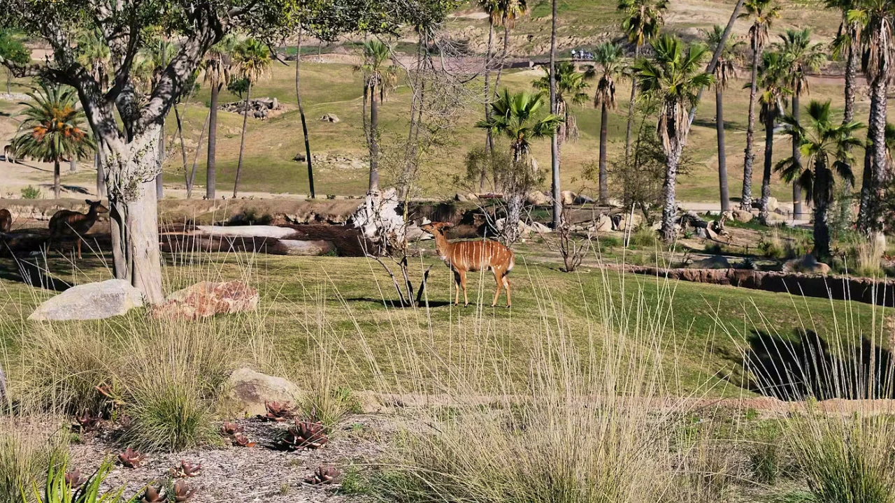 2-Visit Pass: San Diego Zoo + San Diego Zoo Safari Park Tickets