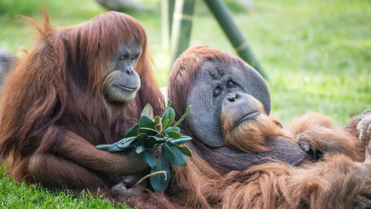 2-Visit Pass: San Diego Zoo + San Diego Zoo Safari Park Tickets