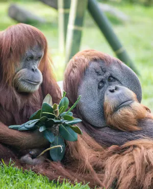 2-Visit Pass: San Diego Zoo + San Diego Zoo Safari Park Tickets