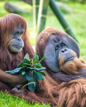 2-Visit Pass: San Diego Zoo + San Diego Zoo Safari Park Tickets