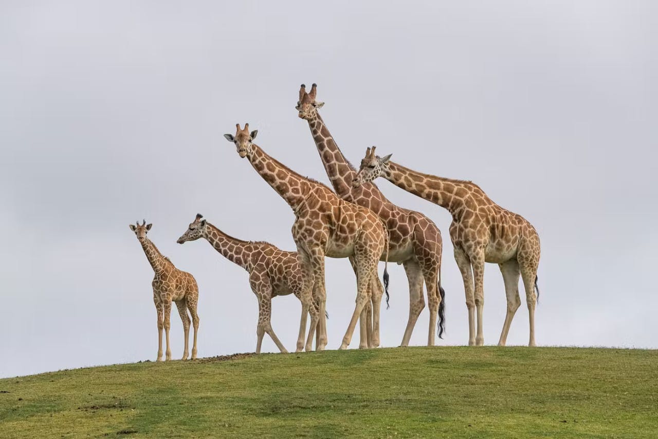 2-Visit Pass: San Diego Zoo + San Diego Zoo Safari Park Tickets 