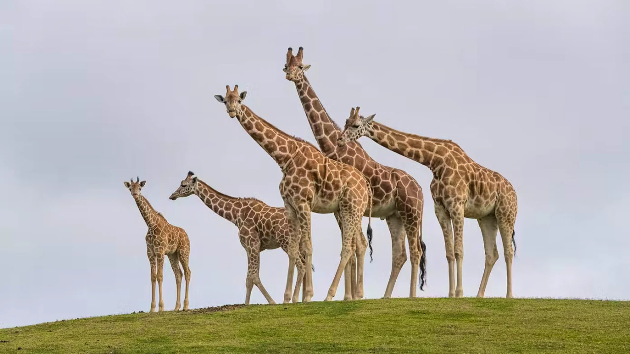 2-Visit Pass: San Diego Zoo + San Diego Zoo Safari Park Tickets