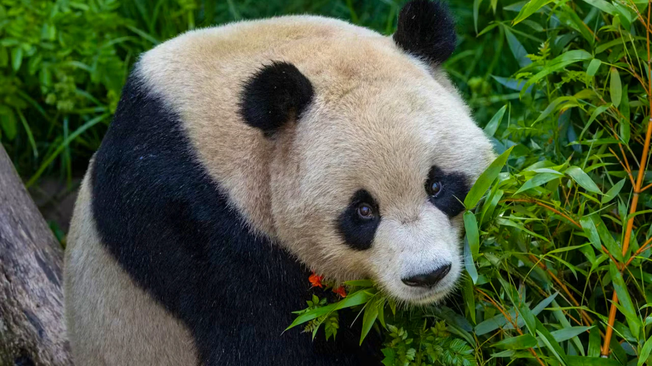 2-Visit Pass: San Diego Zoo + San Diego Zoo Safari Park Tickets Price