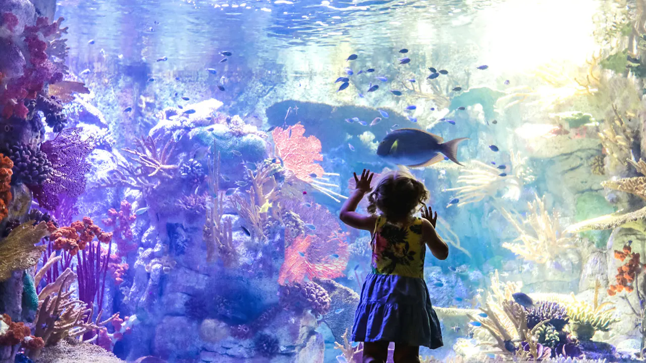 Go City San Diego All-Inclusive Pass: Save Up to 50% on Attractions