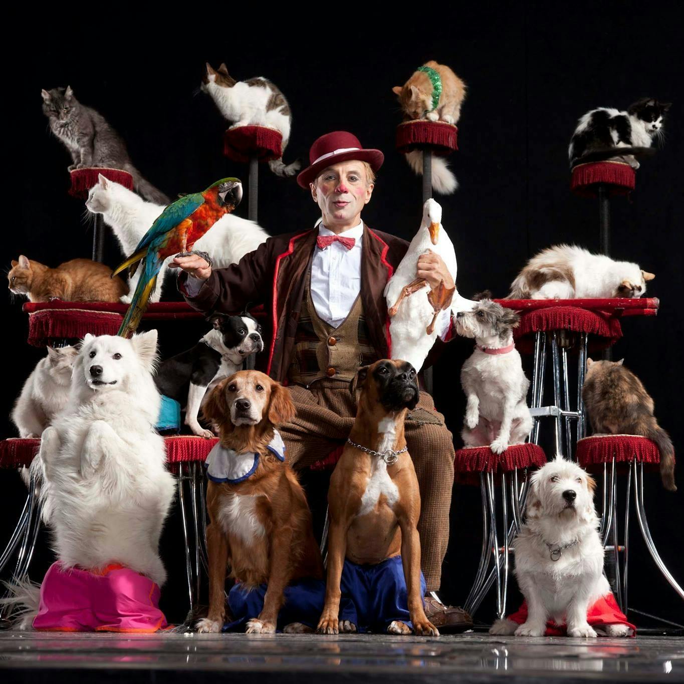 V Theatre Las Vegas – Popovich Comedy Pet Theatre Ticket Price