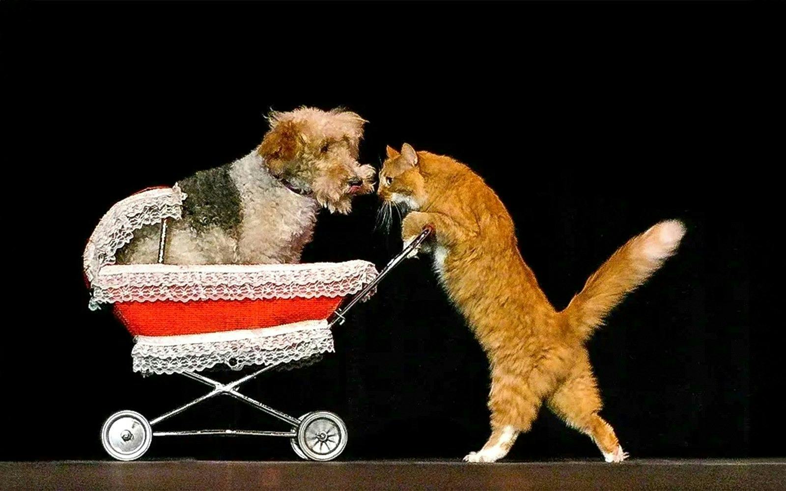 V Theatre Las Vegas – Popovich Comedy Pet Theatre Ticket Location