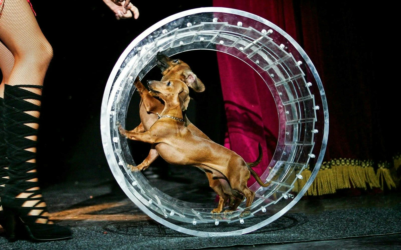 V Theatre Las Vegas – Popovich Comedy Pet Theatre Ticket Category