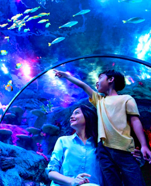 Combo: LEGOLAND Malaysia + Aquaria KLCC