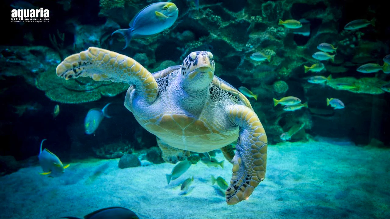 Combo: Aquaria KLCC + Berjaya Times Square Theme Park Price