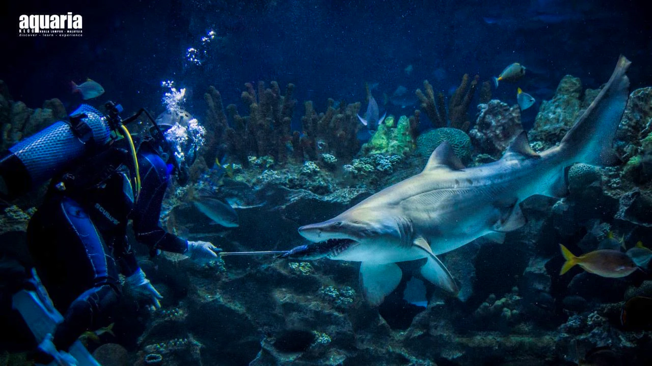 Combo: Aquaria KLCC + Berjaya Times Square Theme Park Location