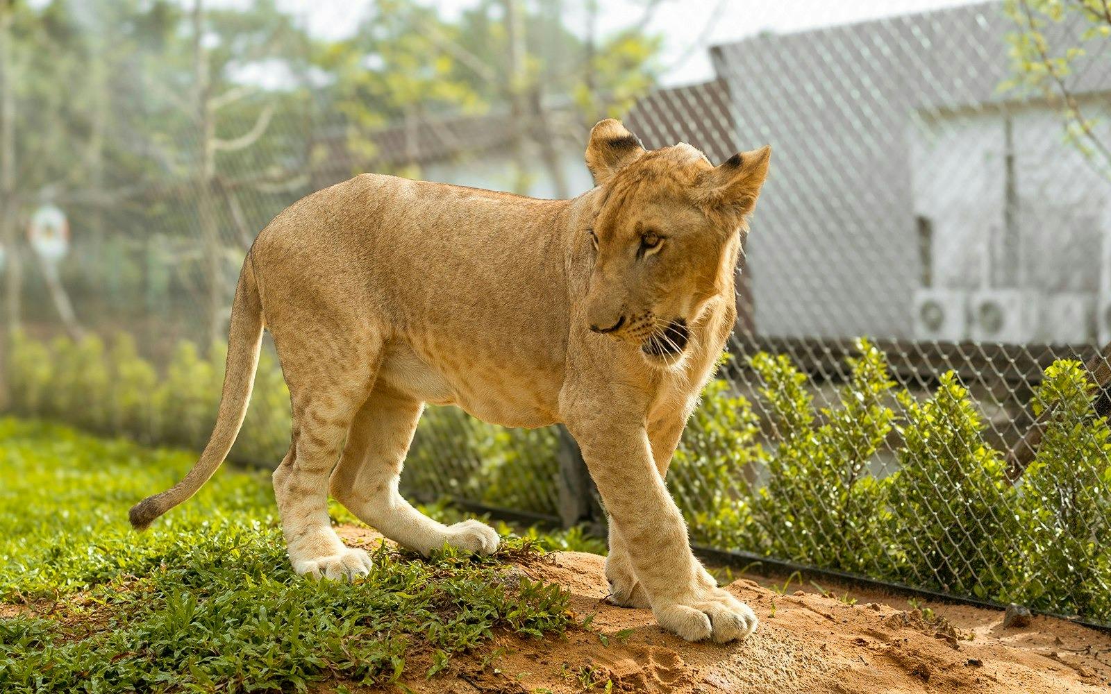 Lion Land Phuket Ticket Discount