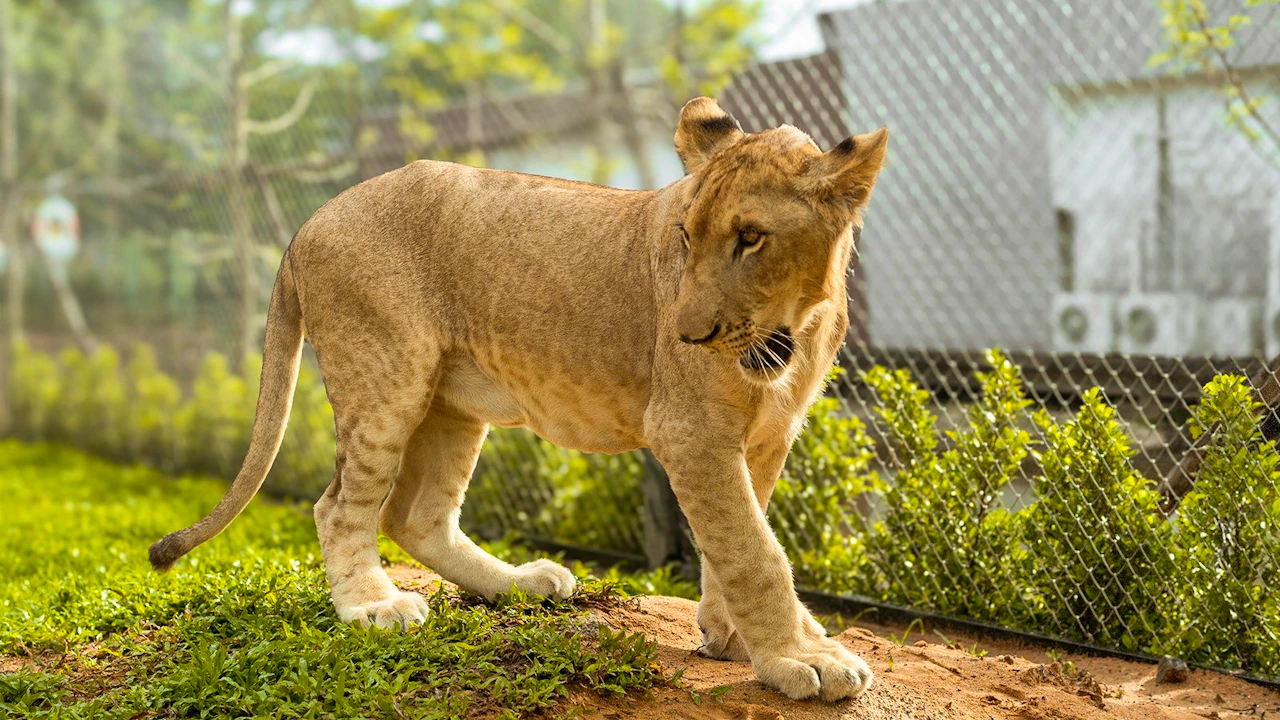 Lion Land Phuket Ticket Discount