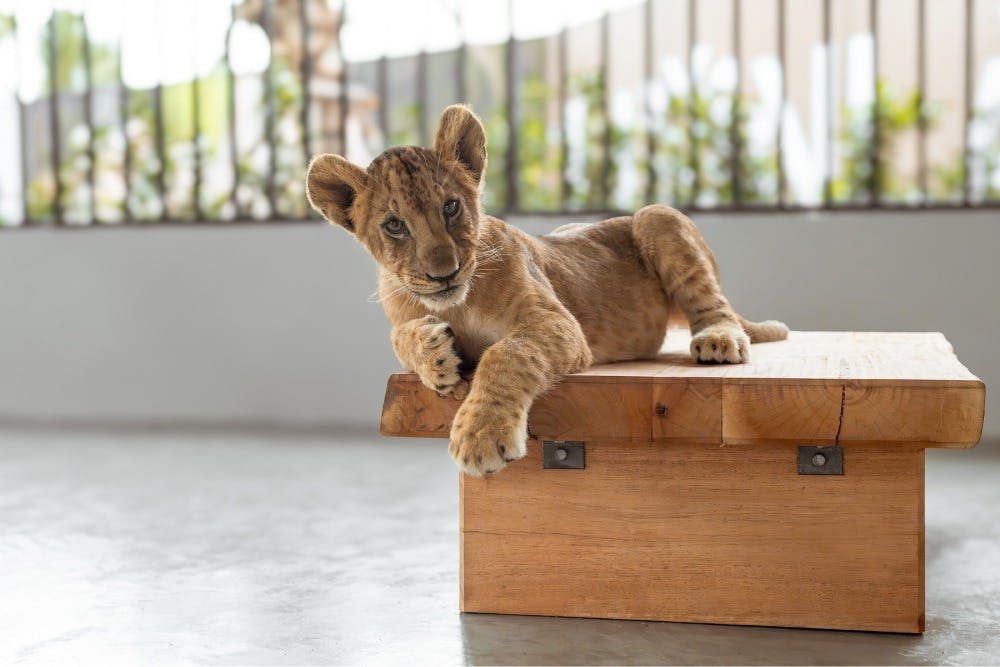 Lion Land Phuket Ticket Review